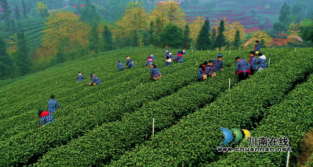 纳溪：“一叶”成“一业”，以茶致富因茶兴业
