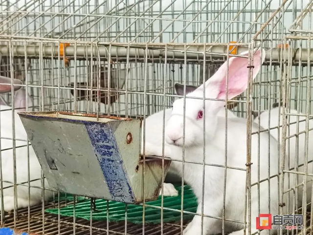 占据全国三分之一份额! 自贡这个牌面未来将迎大爆发(图2) 牌2.jpg