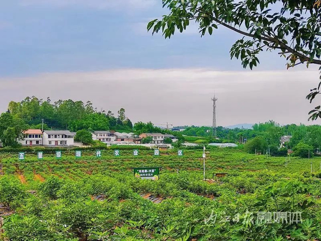 一枚果子“闯”世界!今日,一场“国字号”大会在威远开幕(图4) 果4.jpg