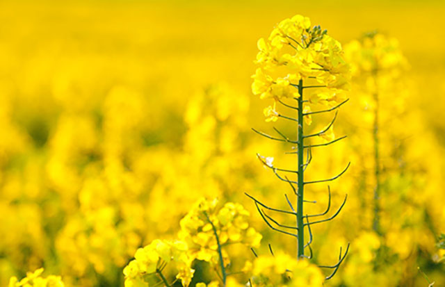 春有期，花不误！泸州公交载你赴会董允坝首届“醉美油菜花节”~