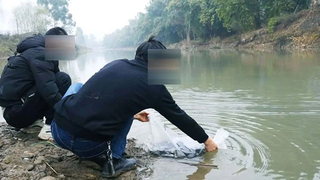 威远法院判决：你们6个人，自备28000尾鱼放养河里，同时要拘