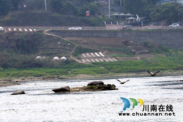 黄鸭栖息在河中央.JPG