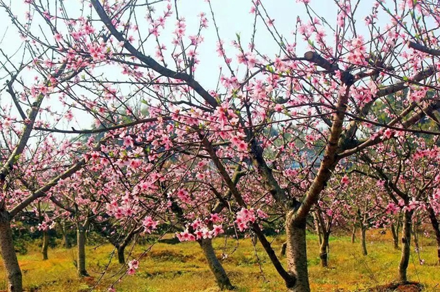 百花竞放，等你来赏！泸州最全春日踏青赏花公交出行攻略，请查收