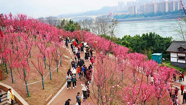 踏春趣！泸州公交带你遇见公园里的春天~