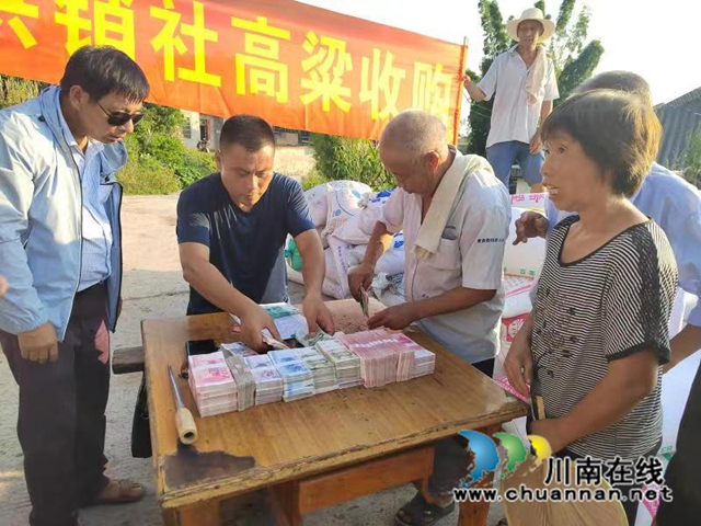 高粱收购（崔宇摄）.jpg