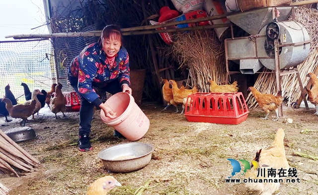 图2：杜如平给鸡鸭添喂饲料.jpg