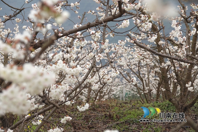 古蔺:千亩樱桃花开,浪漫迎春来~(图5) 蔡琳拍 (8).jpg
