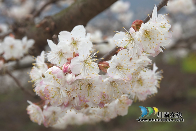 古蔺:千亩樱桃花开,浪漫迎春来~(图6) 蔡琳拍 (9).jpg