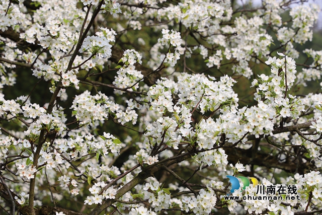 泸县天兴镇：游千年龙贯，赏百年梨花