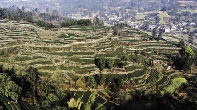 今年首批！来内江置身“只此青绿”