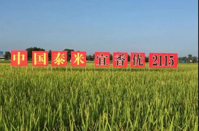全省唯一！“宜宾水稻”成功入选全国前十骨干型品种
