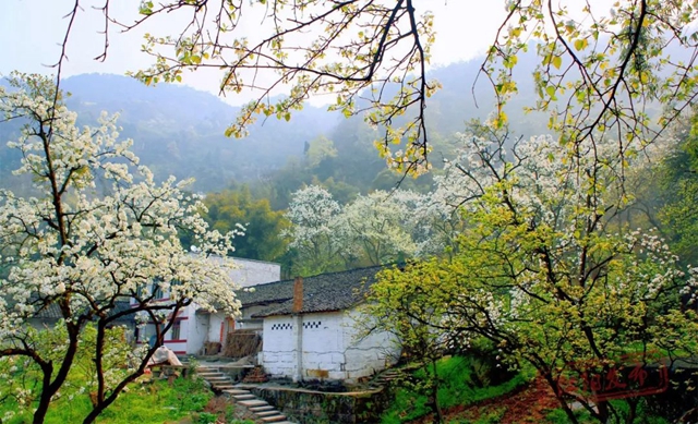 3月11日开幕!江阳区2023年踏青赏花季暨丹林花朝节来了(图4) 4.jpg