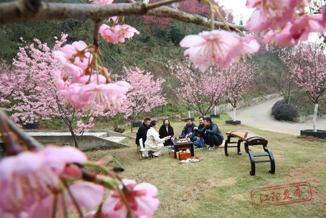 3月11日开幕!江阳区2023年踏青赏花季暨丹林花朝节来了(图5) 5.jpg