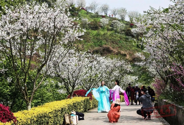 3月11日开幕!江阳区2023年踏青赏花季暨丹林花朝节来了(图3) 3.jpg