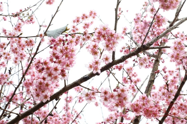 3月11日开幕!江阳区2023年踏青赏花季暨丹林花朝节来了(图9) 9.jpg