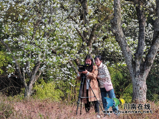 千年风情龙贯,无限魅力天兴!泸县天兴镇举行第五届龙贯春会(图5) 拍摄百年梨花(曾佐然摄).jpg