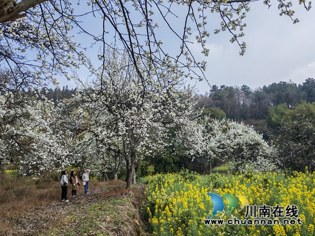 千年风情龙贯,无限魅力天兴!泸县天兴镇举行第五届龙贯春会(图4) 徜徉梨花、菜花(曾佐然摄).jpg