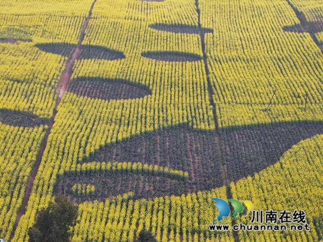泸县百和镇:万亩连片油菜花,金色花海荡漾人间!(图1) 紫色油菜形成的图案(曾佐然摄).jpg