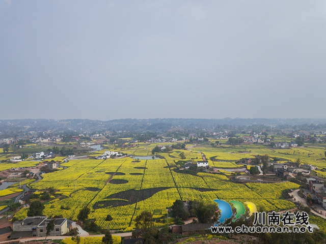 泸县百和镇:万亩连片油菜花,金色花海荡漾人间!(图2) 美丽的图案(曾佐然摄).jpg