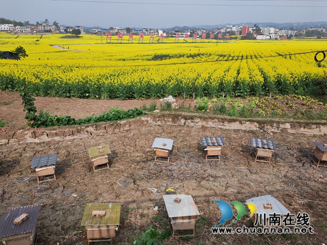 泸县百和镇:万亩连片油菜花,金色花海荡漾人间!(图5) 蜜蜂的天堂(曾佐然摄).jpg