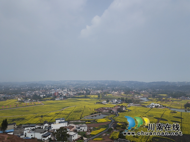泸县百和镇:万亩连片油菜花,金色花海荡漾人间!(图7) 百和镇万亩油菜花开(曾佐然摄).jpg