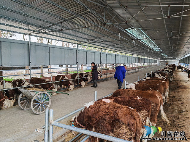 种养循环 变废为宝┃刘有银牵住酿酒养殖创业致富的“牛鼻子”(图2) 刘有银饲养管理牛1(曾佐然摄).jpg