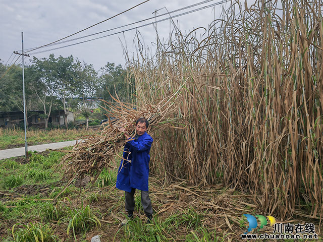 种养循环 变废为宝┃刘有银牵住酿酒养殖创业致富的“牛鼻子”(图3) 工人师傅砍篁竹草,为牛准备饲料(曾佐然摄).jpg