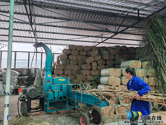 种养循环 变废为宝┃刘有银牵住酿酒养殖创业致富的“牛鼻子”(图4) 加工桔杆,作牛的饲料(曾佐然摄).jpg