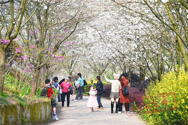 醉一场花开漫天 | 江阳区丹林花朝节启幕(图6) 6.jpg