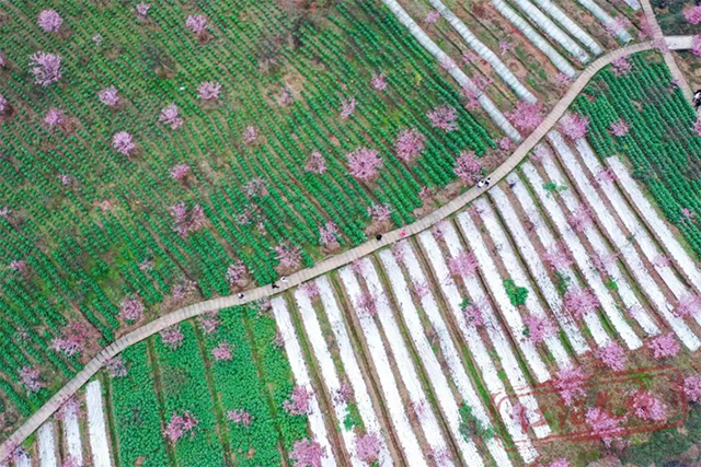 醉一场花开漫天 | 江阳区丹林花朝节启幕(图8) 8.jpg