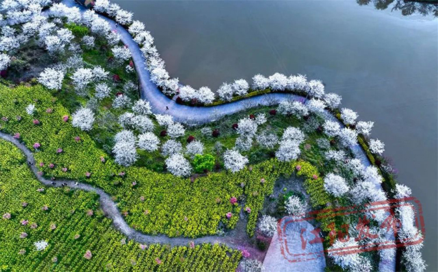 醉一场花开漫天 | 江阳区丹林花朝节启幕(图13) 13.jpg