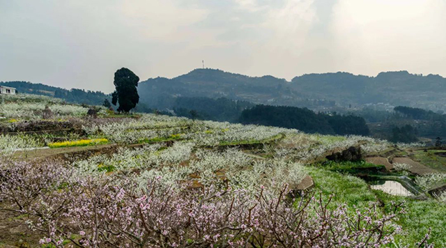 乌蒙花海&鸡鸣三省大峡谷旅游计划安排好了!(图3) 3.jpg