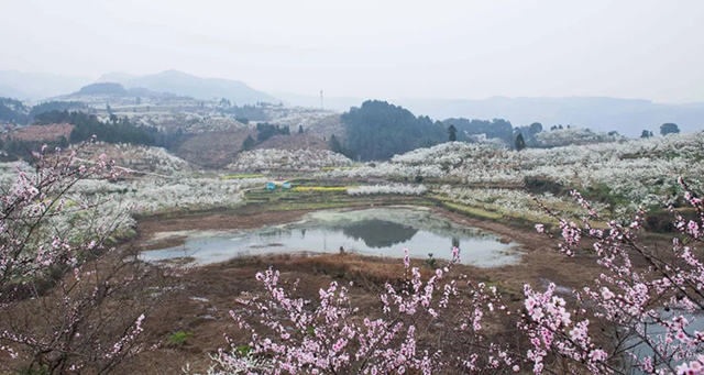 乌蒙花海&鸡鸣三省大峡谷旅游计划安排好了!(图4) 4.jpg