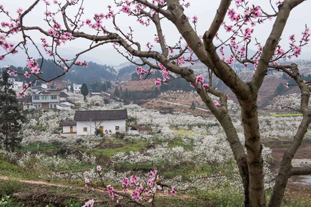 乌蒙花海&鸡鸣三省大峡谷旅游计划安排好了!(图5) 5.jpg