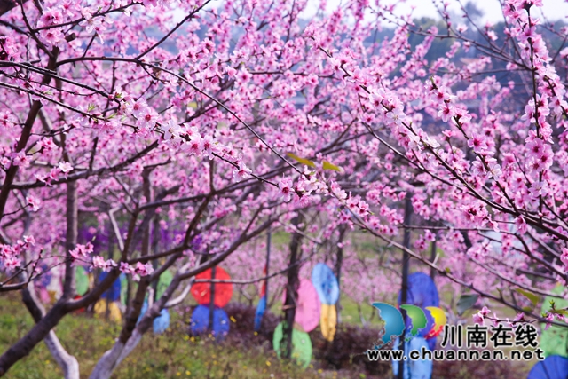 龙马潭:万树桃花开,丹彩灼春融(图1) 590A3292.jpg