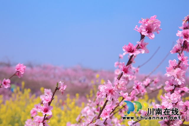 龙马潭:万树桃花开,丹彩灼春融(图3) 590A3256.jpg