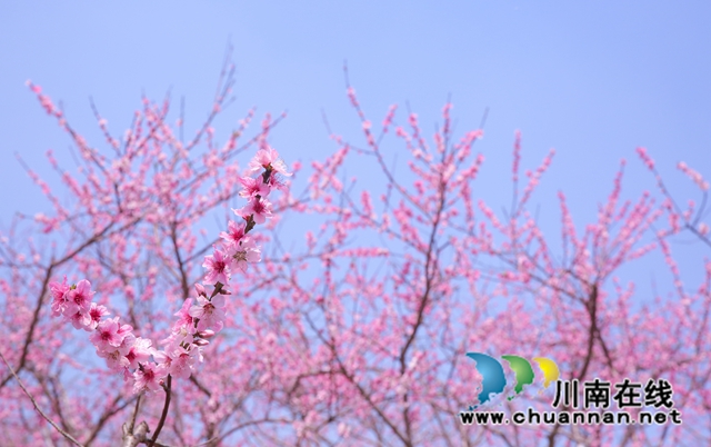 龙马潭:万树桃花开,丹彩灼春融(图4) 590A3269.jpg