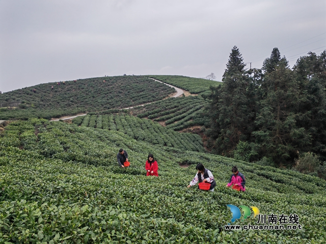 采摘茶叶（曾佐然摄）.jpg