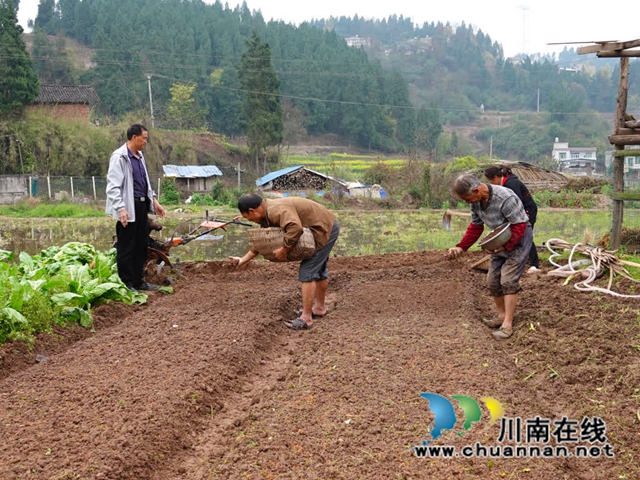 古蔺永乐:再生稻育苗正当时 农技专家指导忙(图3) 农3.jpg
