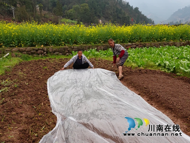 古蔺永乐:再生稻育苗正当时 农技专家指导忙(图5) 农5.jpg