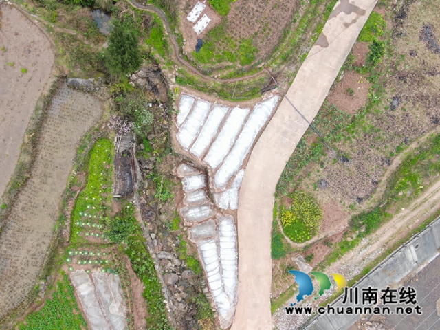 古蔺永乐:再生稻育苗正当时 农技专家指导忙(图6) 农6.jpg