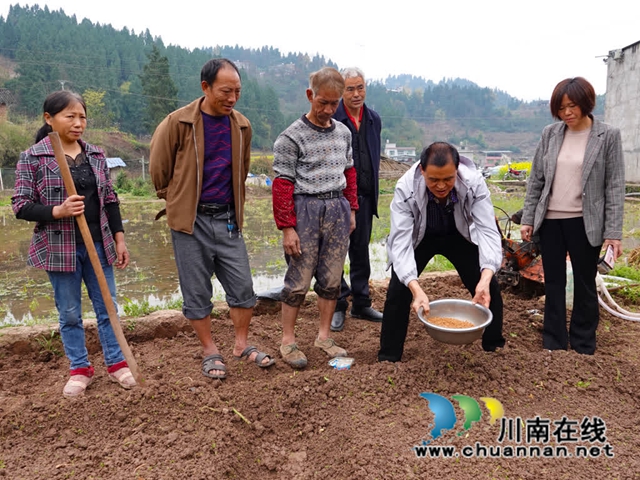 古蔺永乐:再生稻育苗正当时 农技专家指导忙(图2) 农2.jpg
