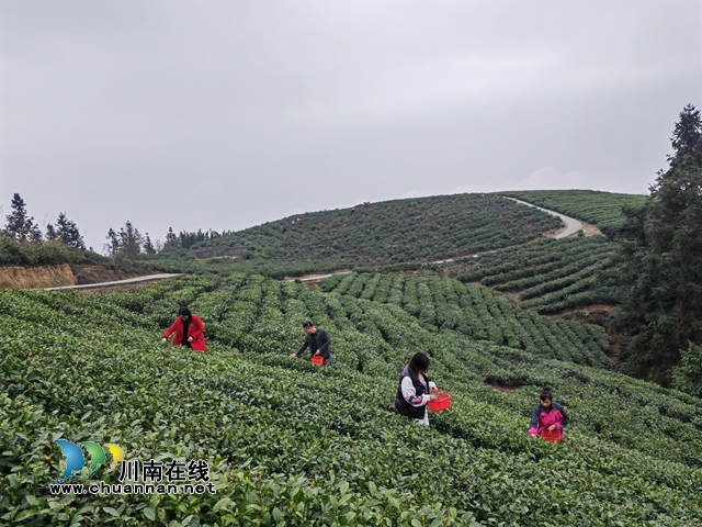 道林沟茶园采春茶（曾佐然摄）.jpg