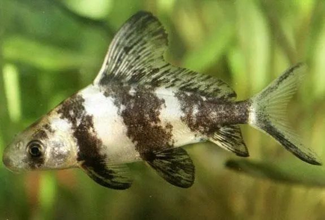 持司法利剑,护绿水青山|龙马潭区法院集中宣判六件环资刑事案(图4) 环4.jpg