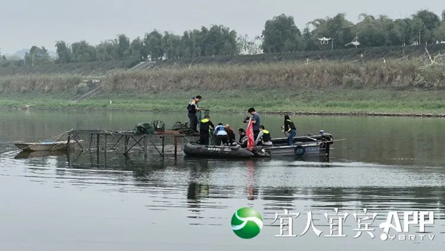 全球首次！宜宾传来长江鲟野化繁殖实验突破性成果