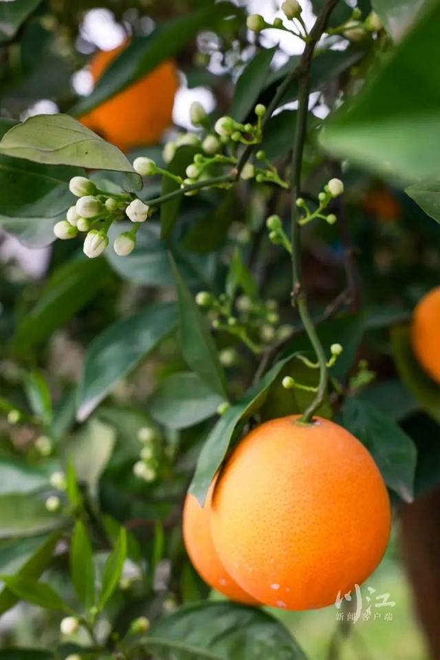 关注|花都开了,吃水果的日子还远吗?(图3) 3.jpg