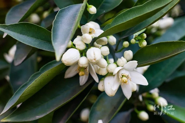 关注|花都开了,吃水果的日子还远吗?(图2) 2.jpg