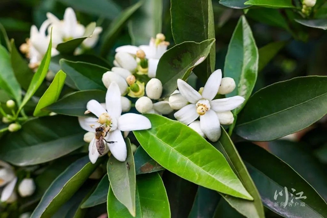 关注|花都开了,吃水果的日子还远吗?(图1) 1.jpg