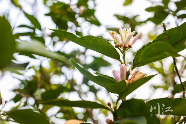 关注|花都开了,吃水果的日子还远吗?(图4) 4.jpg