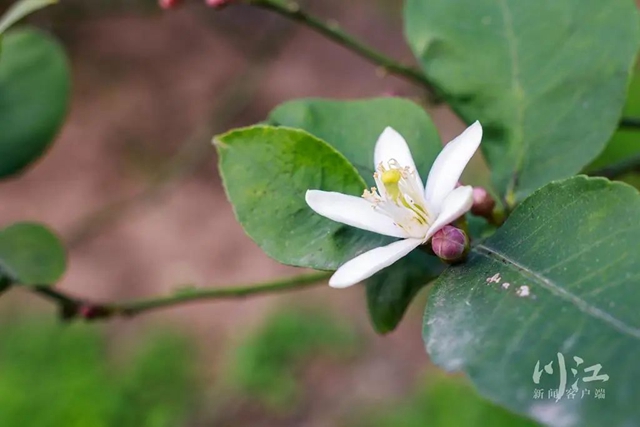 关注|花都开了,吃水果的日子还远吗?(图5) 5.jpg